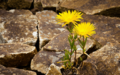 From Survival Mode to Healing: Signs You’re Finally Starting to Feel Safe